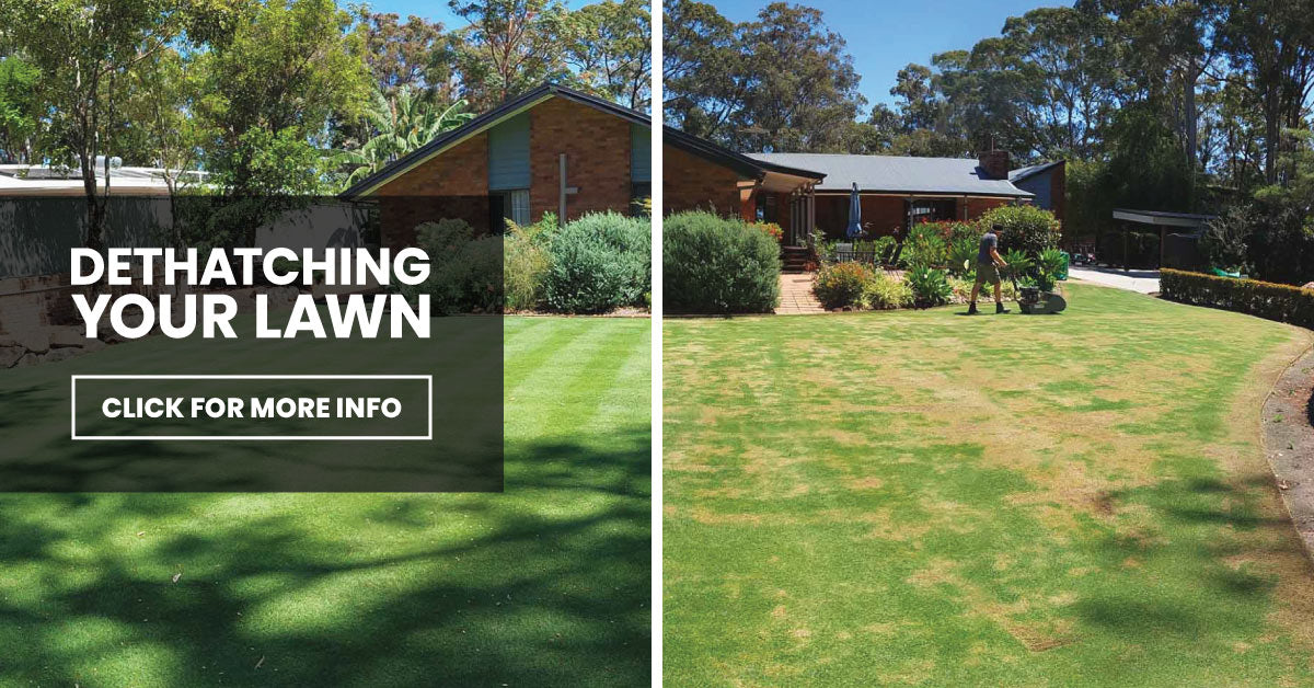 Spring Lawn Renovation: Dethatching Your Lawn