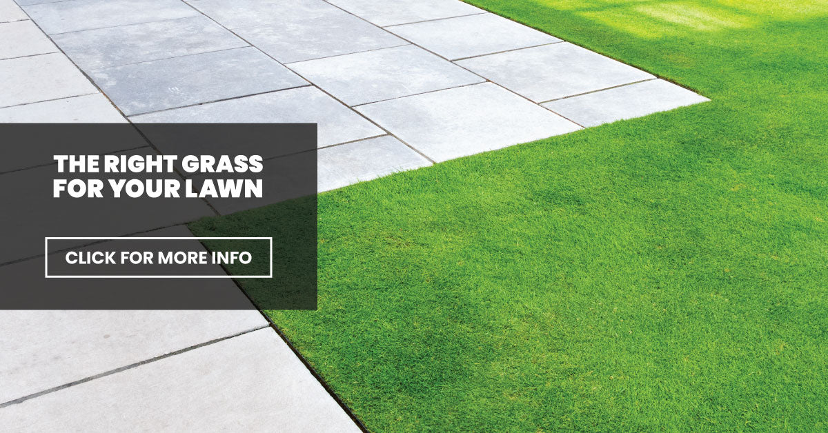 The right grass for your lawn
