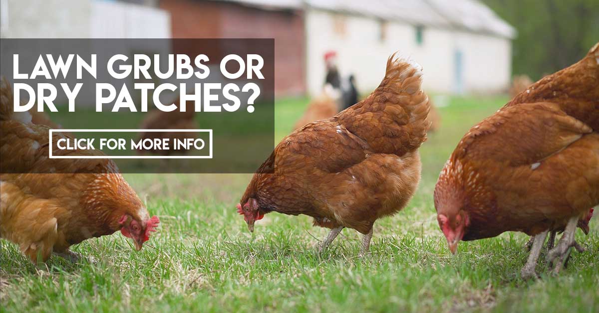 Lawn grubs or dry patches
