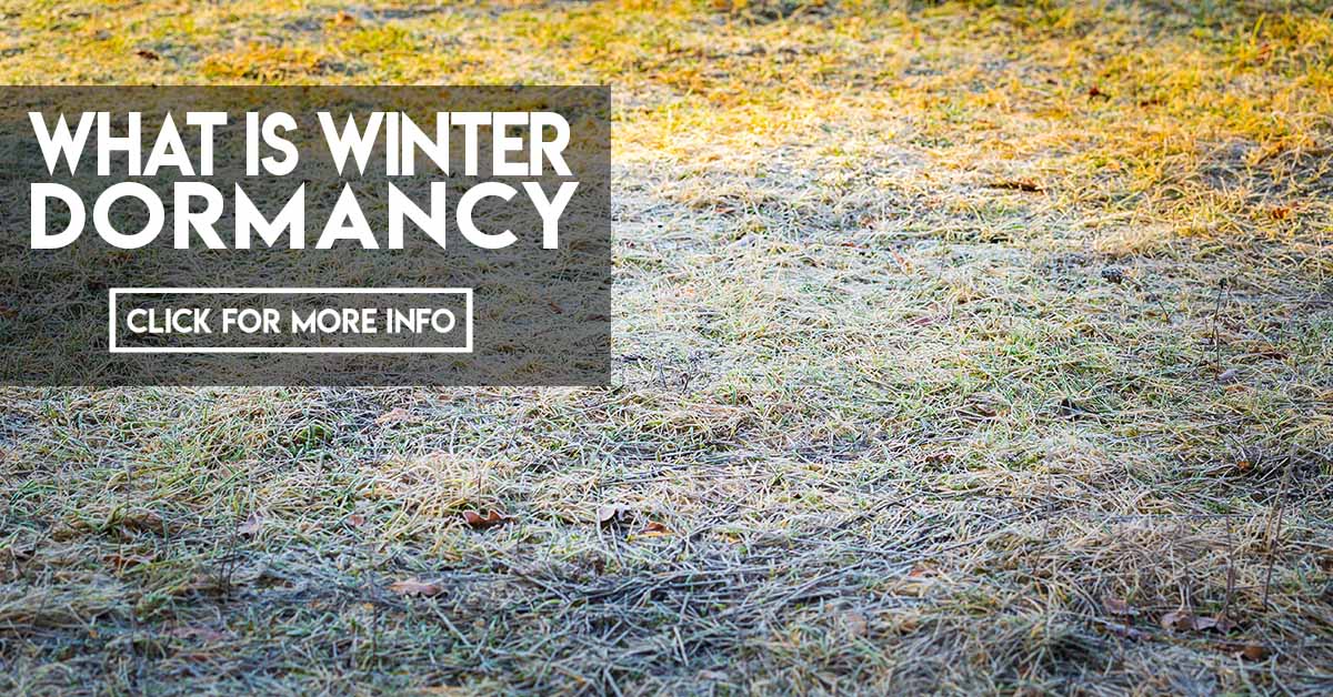 What is winter dormancy?