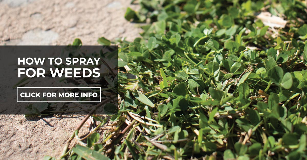 How to spray for weeds