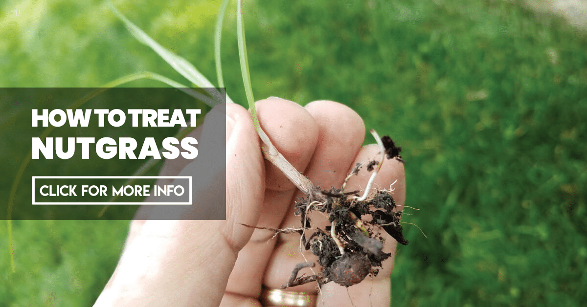 How to treat nutgrass